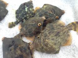 垂水漁港で小物狙い、胴突でカワハギ7匹