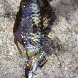 海南エリアでエギング、イカの活性が良くアオリ30杯！！