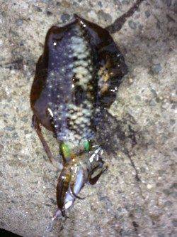 海南エリアでエギング、イカの活性が良くアオリ30杯！！