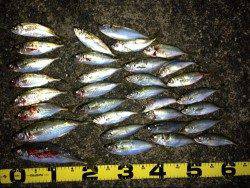 田辺・戎漁港　アジング調査釣行でアジ〜24cm多数ゲット