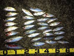 田辺・戎漁港　アジング調査釣行でアジ〜24…