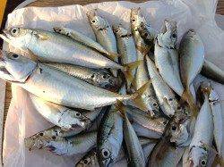 兵庫突堤でサビキ釣り、アジとサバの釣果