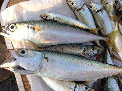 兵庫突堤でサビキ釣り、アジとサバの釣果