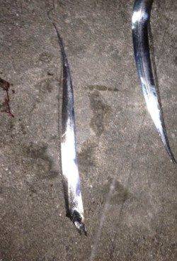 【タチウオのシーズンです】岸和田でワインド