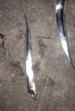 【タチウオのシーズンです】岸和田でワインド…