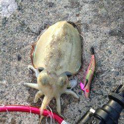 常神方面ランガン！コウイカ&アオリイカ