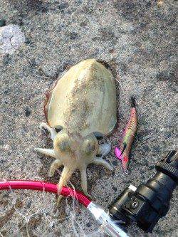 常神方面ランガン！コウイカ&アオリイカ