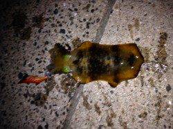 【濁りは無くなりました】明石港でのエギング釣果