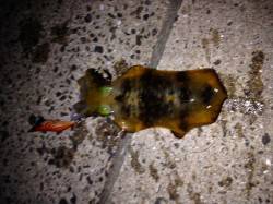 【濁りは無くなりました】明石港でのエギング…