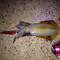 【濁りは無くなりました】明石港でのエギング釣果