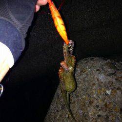 本庄人工島でエギング、中層狙い撃ちでアオリ５ハイ