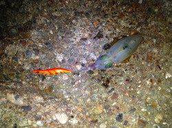 本庄人工島でエギング、中層狙い撃ちでアオリ５ハイ