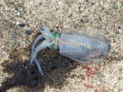 一投一匹！蒲入でカマス祭り！