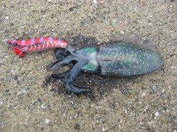 坊勢島でのエギング、サイトで2ハイ・沖で1パイ