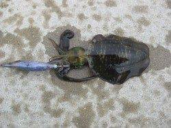 坊勢島でのエギング、サイトで2ハイ・沖で1パイ