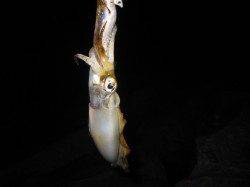 新浜の短時間エギングで元気なアオリが♪