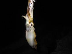 新浜の短時間エギングで元気なアオリが♪