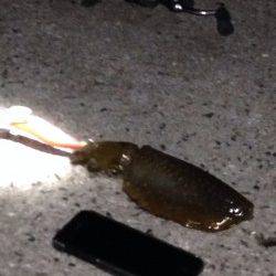 江井ヶ島、1時間エギング釣行でアオリ1杯ＧＥＴ！