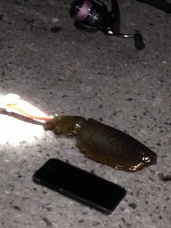 江井ヶ島、1時間エギング釣行でアオリ1杯Ｇ…