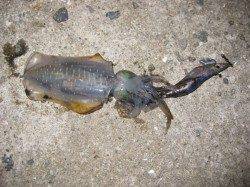 新浜漁港　20時半から22時半のエギングでアオリイカ4ハイ