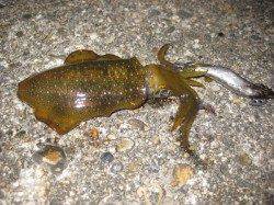 新浜漁港　20時半から22時半のエギングでアオリイカ4ハイ