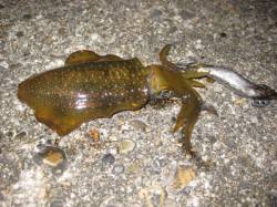 新浜漁港　20時半から22時半のエギングで…