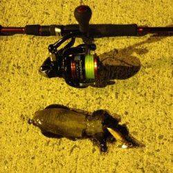 マッチザベイトで狙い通りアオリをキャッチ！淡輪漁港