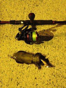 マッチザベイトで狙い通りアオリをキャッチ！淡輪漁港