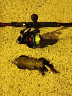 マッチザベイトで狙い通りアオリをキャッチ！…