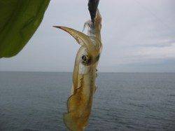 新浜漁港、朝に2時間のエギング釣行