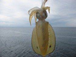 新浜漁港、朝に2時間のエギング釣行