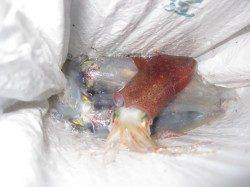 新浜のエギング状況　時合にケンサキ！ アオリはポツポツ