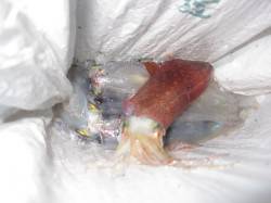 新浜のエギング状況　時合にケンサキ！ アオ…