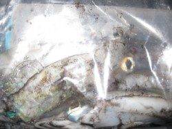 新浜のエギング状況　時合にケンサキ！ アオリはポツポツ