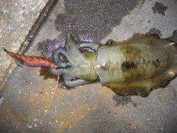 新浜漁港　入れ掛かりタイムありのエギング☆墨族活躍！