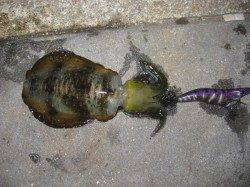 新浜漁港　入れ掛かりタイムありのエギング☆墨族活躍！