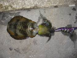 新浜漁港　入れ掛かりタイムありのエギング☆…