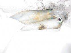 時合いが19、20、21時過ぎの三回ありました♪