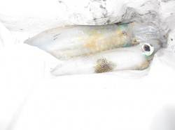 時合いが19、20、21時過ぎの三回ありま…