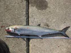 佐野でショアジギング 潮目でサワラHIT！…