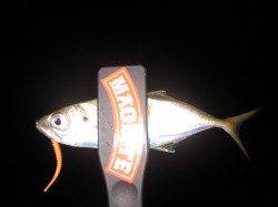 明石でアジング 時合がくれば入れ食いに☆