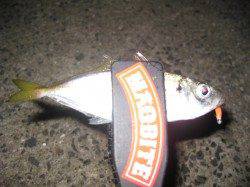 明石でアジング 時合がくれば入れ食いに☆