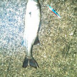 神戸港、夜が明けるまでジグサビキにシーバスがアタック