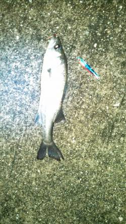 神戸港、夜が明けるまでジグサビキにシーバス…