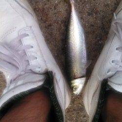 神戸港、夜が明けるまでジグサビキにシーバスがアタック