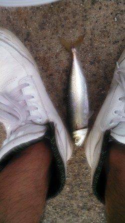 神戸港、夜が明けるまでジグサビキにシーバスがアタック