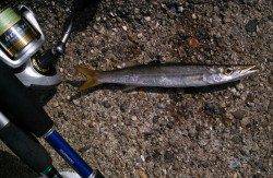 東二見人工島、ジグサビキと穴釣りの釣果