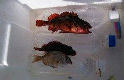 東二見人工島、ジグサビキと穴釣りの釣果