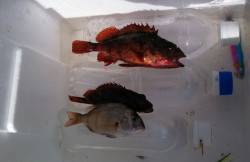 東二見人工島、ジグサビキと穴釣りの釣果