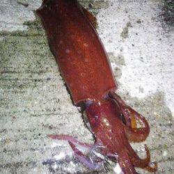 アジュール舞子　21時過ぎからのエギング釣果☆